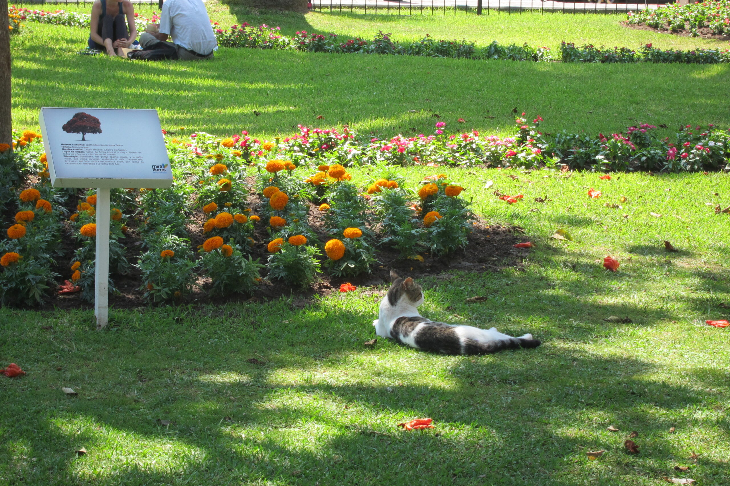 parque kennedy, parque kennedy lima, miraflores peru, miraflores lima, parques en lima, gatos parque Kennedy