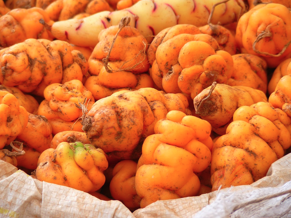 papas de colores, papas peruanas, variedades de papa Perú, mercado de papa, papa cocina peruana